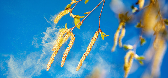 Pollenallergi skyldes at man reagerer allergisk på visse proteiner som finnes i noen pollentyper