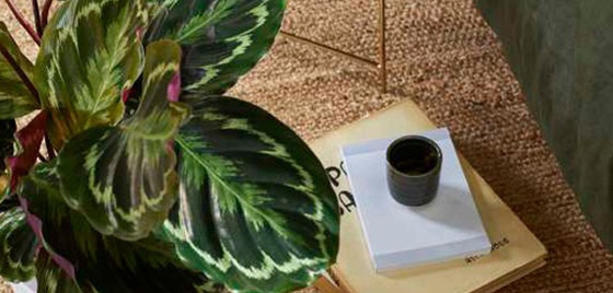 Allergivennlige planter. Her får du oversikten over plantene du trygt kan velge – både til stua og til hagen.