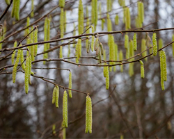 Hassel kan i likhet med or blomstre allerede fra februar og sesongen varer gjerne til april