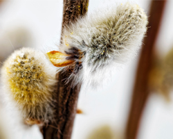 Pollen fra selje, vier og pil går under fellesbetegnelsen Salix
