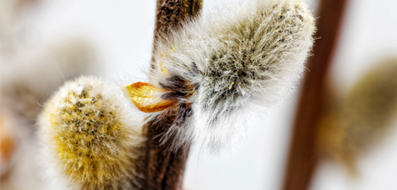 Pollen fra selje, vier og pil går under fellesbetegnelsen Salix