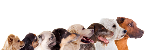 Allergisk mot hund pelsallergi, hundeallergi